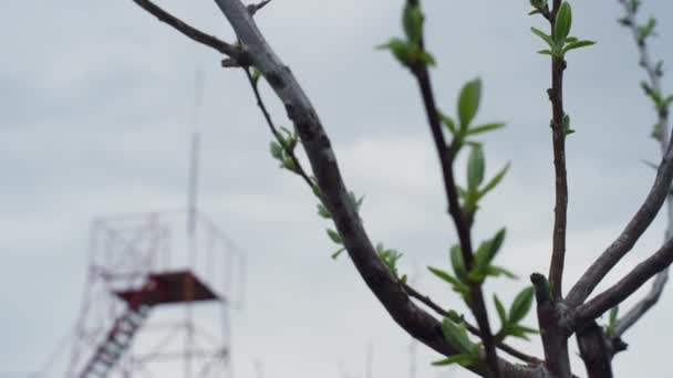 Tak boom groeiende natuur in stedelijke achtergrond op grijze wolk hemel zonder mensen. — Stockvideo