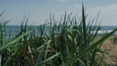 Rüzgarda sallanan canlı yeşil çimenler. Okyanus sahilindeki çayır tarlası..