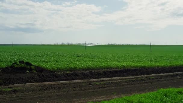 Agricultura prado de campo verde en el día de verano. Naturaleza concepto de cultivo rural. — Vídeos de Stock