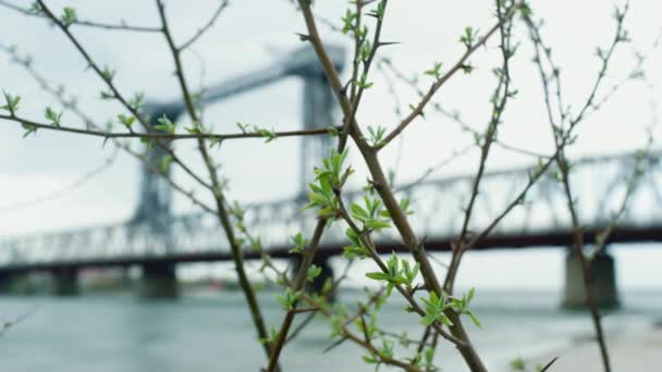 Ramo primaverile verde fiorito sullo sfondo urbano. Albero che cresce vicino al ponte sul fiume — Video Stock