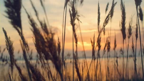 Рід пливе на морському фоні заходу сонця. Пляжна трава дує в осінньому природному ландшафті . — стокове відео