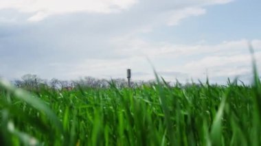 Tarım çimleri, tarımsal tarlalarda savrulan rüzgârlar, açık arazideki çayırlarda sallanıyor..