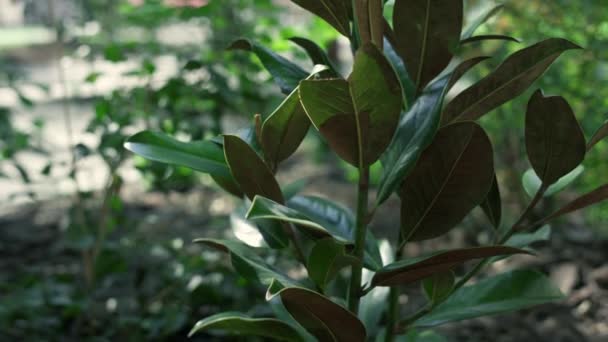 녹색식물은 열대 환경에서 정원을 가꾸고 있다. 공중에서 보는 식물학적 환경 — 비디오