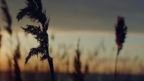 Reeds grass blowing wind on sunset water beach in nature landscape background. — Stock Video