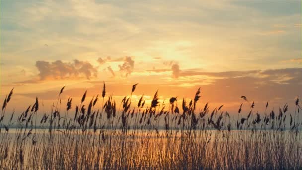 Pôr-do-sol romântico paisagem do mar no outono. Reeds oscilação no vento em raios de sol dourados. — Vídeo de Stock