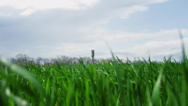 Tarım çimleri, tarımsal tarlalarda savrulan rüzgârlar, açık arazideki çayırlarda sallanıyor.. — Stok video