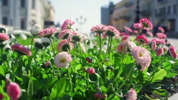 Sommar blommor växande trädgård i staden. Färgrik natur blommar på våren. — Stockvideo