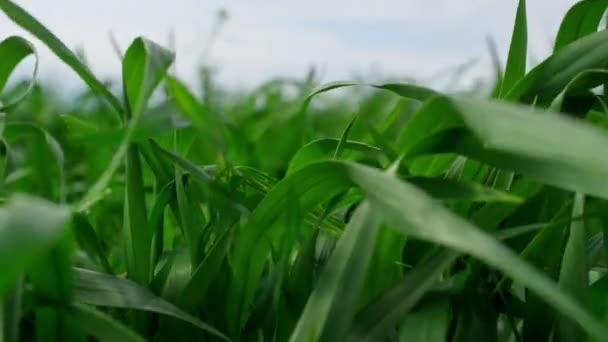 Verde hierba de la cosecha soplando balanceo en el viento en la naturaleza agrictultura campo fondo — Vídeos de Stock