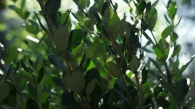 Parlak yeşil ağaç yaprakları güzel, doğal bahçe havası manzaralı..