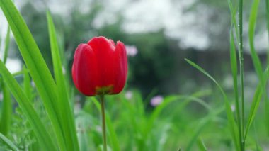 Yaz bahçesinde yetişen güzel lale. Yeşil çimenlerde açan kırmızı çiçek.