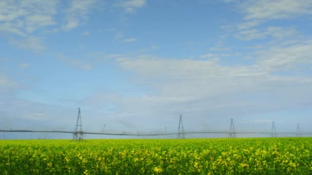 Campo de canola de flor amarilla en el horizonte del agua majestuoso paisaje de la naturaleza fondo — Vídeo de stock