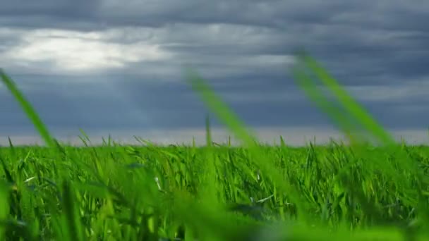 Césped verde prado creciente en el dramático torbellino oscuro clima naturaleza paisaje. — Vídeos de Stock