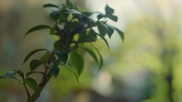 Vibrante rama de planta verde que crece en el jardín de luz solar. Concepto de naturaleza abstracta. — Vídeos de Stock