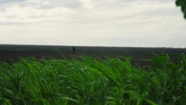 Campo de la granja de hierba soplando balanceo en el viento. Agricultor que trabaja en el prado agrícola. — Vídeos de Stock