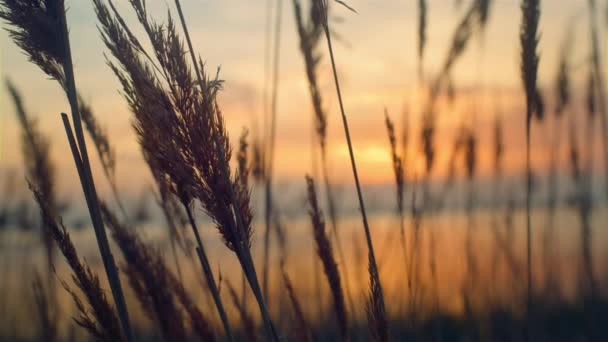 Червона трава пливе вітер у прекрасному морському узбережжі Золотий захід сонця природа — стокове відео
