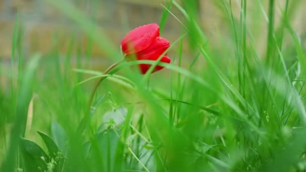 Червоні тюльпани квітучі, що ростуть навесні Природа Сад зелена трава флора . — стокове відео