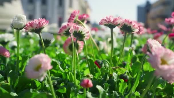 Ροζ λουλούδια που καλλιεργούν κήπο στην πόλη της φύσης. Όμορφη μαργαρίτα ανθίζει στη χλωρίδα. — Αρχείο Βίντεο