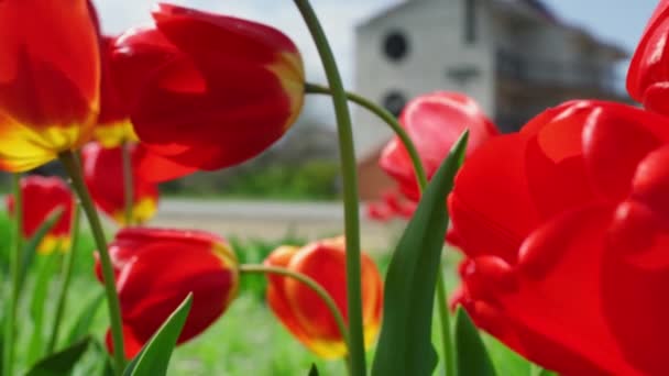 Fleurs de tulipes en fleurs poussant en arrière-plan urbain vue aérienne. Concept de nature. — Video