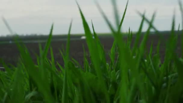 Campo erba soffia vento in agricoltura eco prato all'aperto. Concetto di Agronomia. — Video Stock