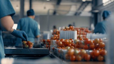 Fabrika işçileri domates tasnif sürecinde kırmızı organik vejetaryen ürün paketliyorlar