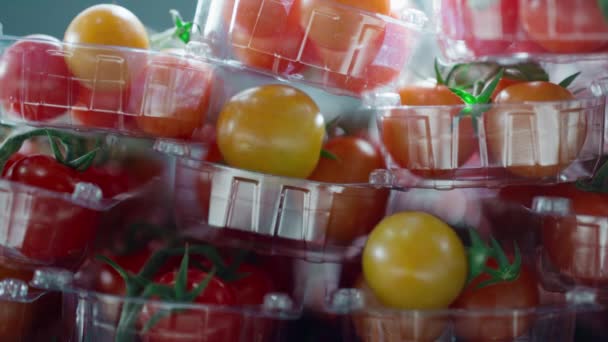 신선 한 천연적 인 붉은 야채가 들어 있는 공장 버찌 토마토 — 비디오