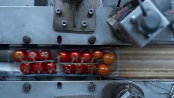 Imballaggi di plastica di pomodoro che si muovono dalla fabbrica automatizzata macchina moderna da vicino — Video Stock