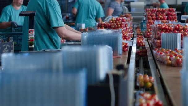 Trabalhadores da fábrica que embalam tomates que operam fabricação de vegetais vermelhos frescos — Vídeo de Stock