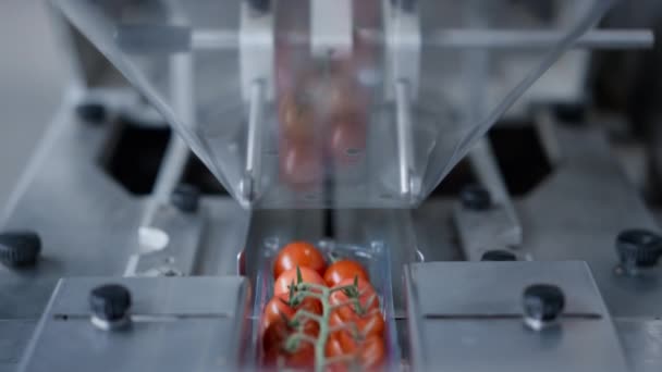 Proces roboczy maszyny pakującej pomidory w produkcji technologicznej — Wideo stockowe