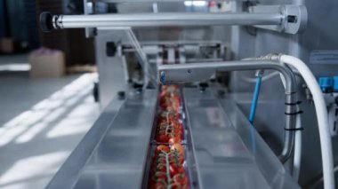 Domatesleri teknolojik otomatikleştirilmiş imalatta hareket ettiren fabrika makinesi.