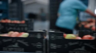 Domates paketleme fabrikası çalışanları yiyecek kutularını seçiyor.