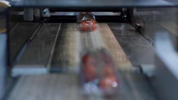 Упаковка томатов машина пластиковые коробки перемещения транспортировки овощей на заводе — стоковое видео