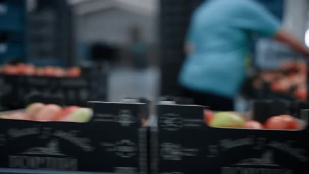 番茄包装厂仓库员工选择食品盒装运 — 图库视频影像