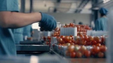 Fabrika işçileri domates tasnif sürecinde kırmızı organik vejetaryen ürün paketliyorlar