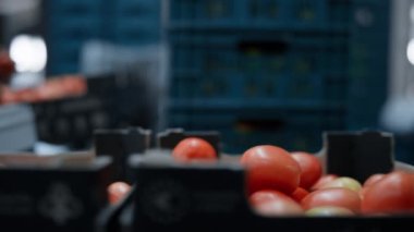 Domates paketleme kutuları taşımacılık işçileri yiyecek paketlerini düzenliyor