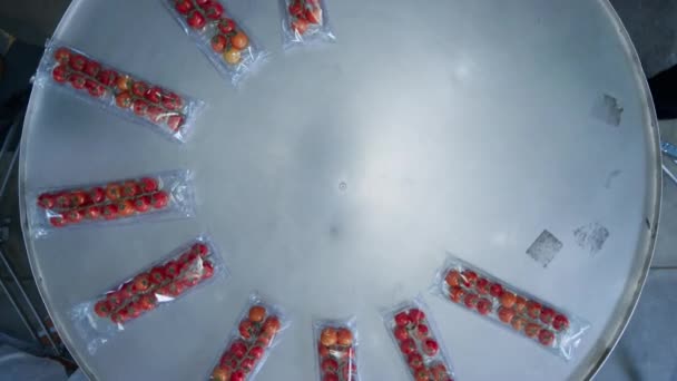 Pomidory pakowanie proces zbierania świeżych czerwonych warzyw pudełka z maszyny — Wideo stockowe