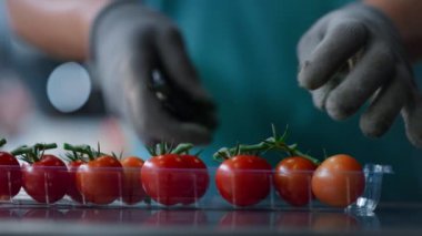 Kiraz domatesleri paketleme işlemi bilinmeyen işçi yeşil parçaları kesiyor.