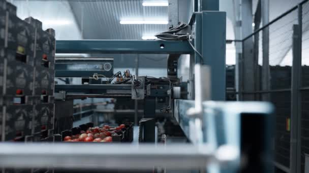 Macchina di trasporto del pomodoro della fabbrica che muove le scatole di cartone alla fabbricazione — Video Stock