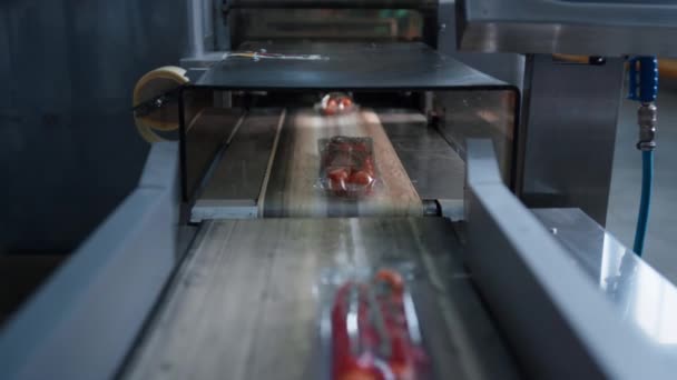 공업 공장에서 짐을 나르는 토마토 생산 컨베이어 벨트 — 비디오