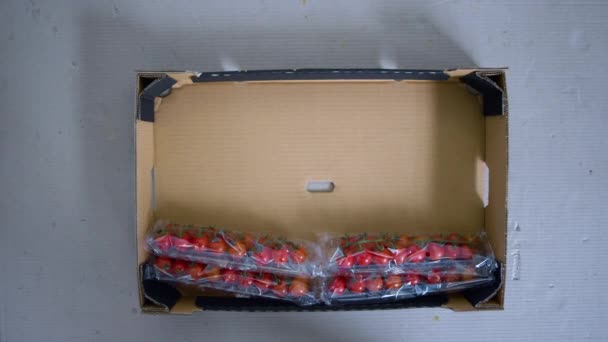 Tomato packs cardboard box packing process worker hands agronomical factory — Stock Video