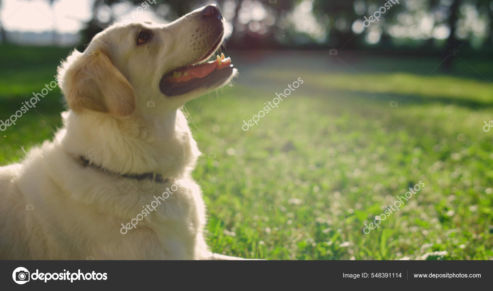 Nahaufnahme spielerischer Retriever auf der grünen Wiese liegend. Mann hand  pet happy golden doggy. - Stockfotografie: lizenzfreie Fotos © stockbusters  548391114 | Depositphotos
