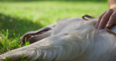 Erkek elleri tasmayı yakından tutar. Parkta hayvan gibi mutlu bir golden retriever göbeği.