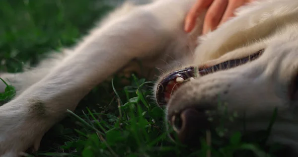 Mão masculina acariciando golden retriever closeup. Feliz cão adorável deitado no campo — Fotografia de Stock