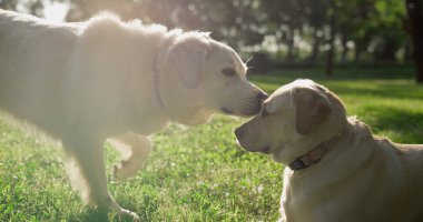 İki sevimli köpek parkta buluşuyor. Evcil hayvanlar birbirlerini koklayıp arkadaş edinirler.