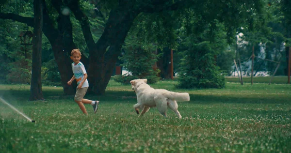 Verspielter Hund jagt kleinen Jungen und spielt mit Wassersprengern im Sommerpark. — Stockfoto
