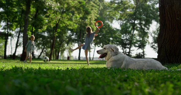 Lovely retriever lying observing park. Playful siblings kicking ball on grass — Stock Photo, Image