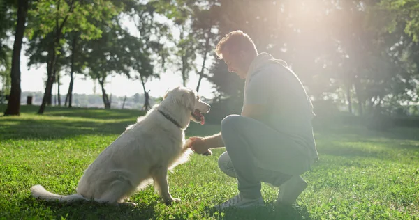 Focused dog give paw to owner with open hand in park. Training process outdoors