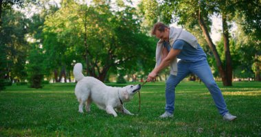Neşeli Golden Retriever tasması. Sahibi parkta koşum takımıyla oynuyor.
