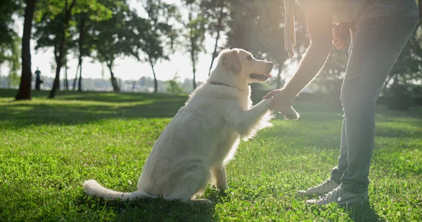 Smart golden retriever giving paw to owner. Man shake grip in warm sunlight park — Stock Photo, Image