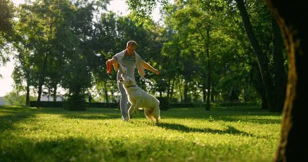Attractive man teasing golden retriever in park. Friends playing on daily walk