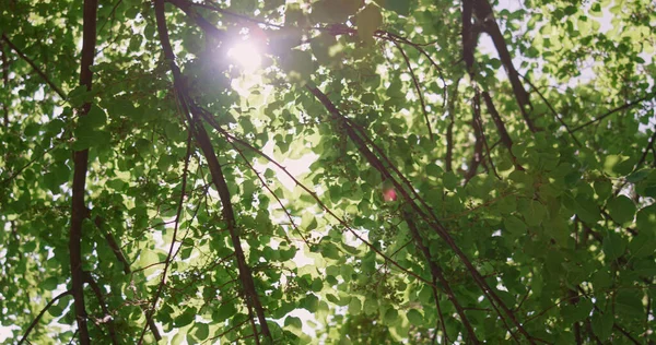 Visa solljus genom gröna blad i sommarskogen. Sol skiner mellan grenarna. — Stockfoto